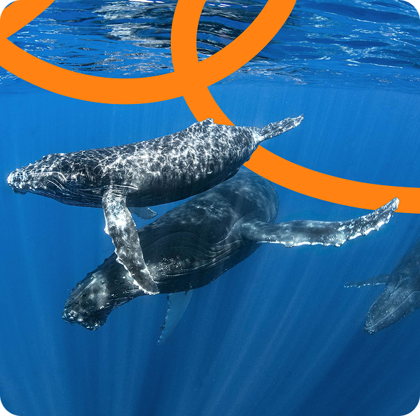 Beuchat - Partenaire officiel RandoSub